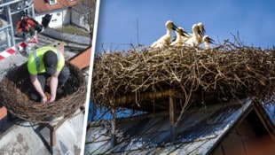 Mit einem Hubsteiger wurde das neue Nest auf die eigens vorinstallierte Stahlkonstruktion des ...