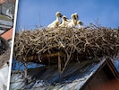 Mit einem Hubsteiger wurde das neue Nest auf die eigens vorinstallierte Stahlkonstruktion des ...