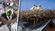 Mit einem Hubsteiger wurde das neue Nest auf die eigens vorinstallierte Stahlkonstruktion des ...