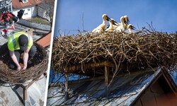 Mit einem Hubsteiger wurde das neue Nest auf die eigens vorinstallierte Stahlkonstruktion des ...