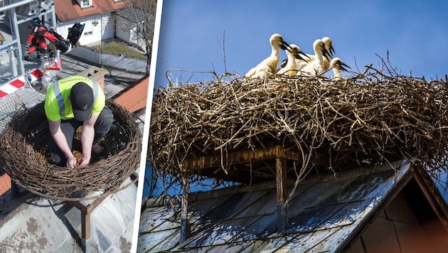 Mit einem Hubsteiger wurde das neue Nest auf die eigens vorinstallierte Stahlkonstruktion des ...