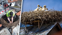 Mit einem Hubsteiger wurde das neue Nest auf die eigens vorinstallierte Stahlkonstruktion des ...