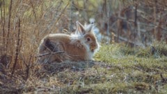 Kräftiger Westwind fegt in den nächsten Tagen über Wiesen und Straßen – Ostern wird heuer ...