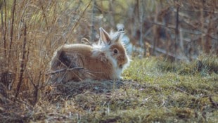 Kräftiger Westwind fegt in den nächsten Tagen über Wiesen und Straßen – Ostern wird heuer ...