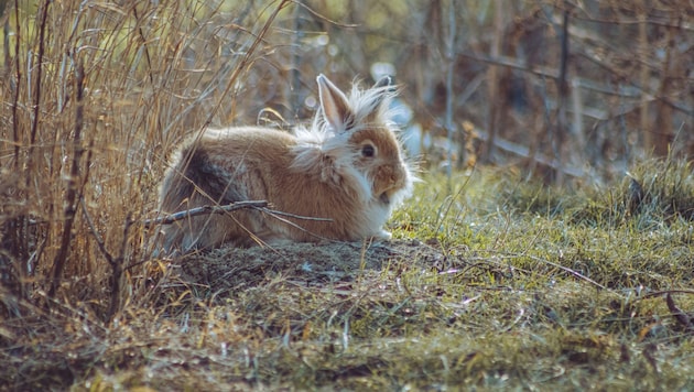 Kräftiger Westwind fegt in den nächsten Tagen über Wiesen und Straßen – Ostern wird heuer ...