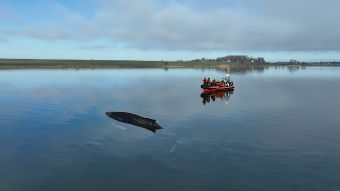 Der Buckelwal ist vor der Insel Poel bei Wismar gestrandet.