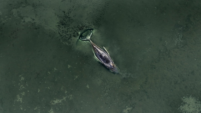 Die Experten glauben, dass Wal „Timmy“ nicht mehr gerettet werden kann.