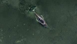 Nach einigen Rettungsversuchen wollen die Helfer „Timmy“ nun in Frieden sterben lassen. 