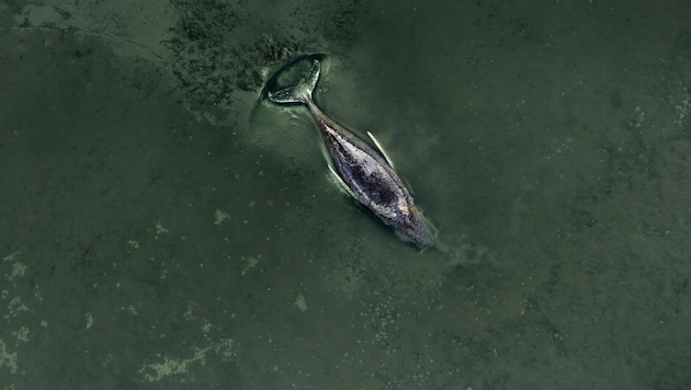 Nach einigen Rettungsversuchen wollen die Helfer „Timmy“ nun in Frieden sterben lassen.