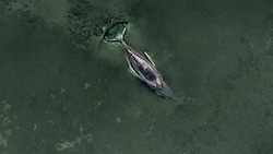 Nach einigen Rettungsversuchen wollen die Helfer „Timmy“ nun in Frieden sterben lassen. 