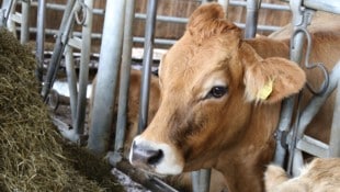 Traditionelle Viehwirtschaft muss heute oft neu gedacht werden.