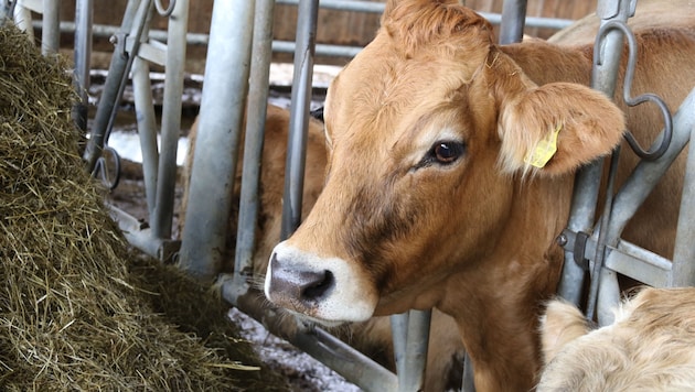 Traditionelle Viehwirtschaft muss heute oft neu gedacht werden.