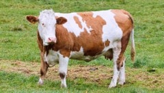 Müll und Hundekot sind eine Gefahr für Tiere.