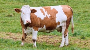 Müll und Hundekot sind eine Gefahr für Tiere.