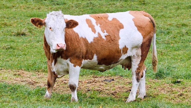 Müll und Hundekot sind eine Gefahr für Tiere.