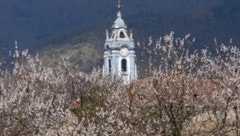 Dürnstein in der Wachau verzaubert derzeit mit seiner Blütenpracht.