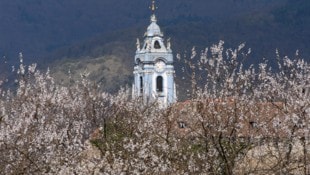 Dürnstein in der Wachau verzaubert derzeit mit seiner Blütenpracht.
