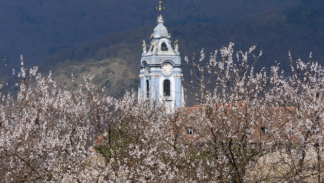 Dürnstein in der Wachau verzaubert derzeit mit seiner Blütenpracht.