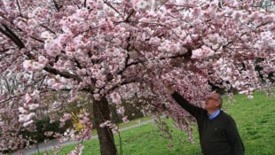 Manfred Putz bei der Kontrolle der Blüten dieser Zierkirsche im Schulungsgarten Hall.