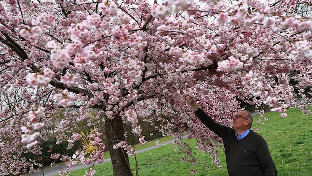 Manfred Putz bei der Kontrolle der Blüten dieser Zierkirsche im Schulungsgarten Hall.