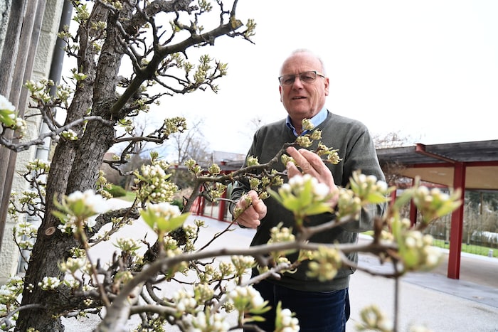 Fachgerechter Schnitt eines Birnbaums