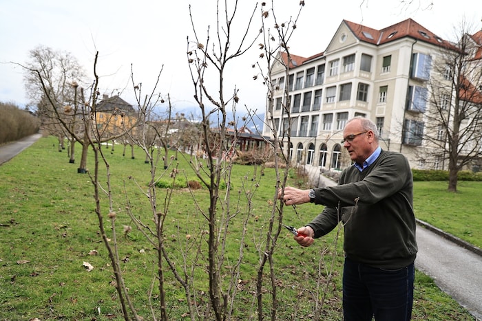 Um diesen Hibiskus im Schulungsgarten in Hall kümmert sich Manfred Putz selbst.
