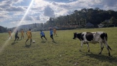 Eine Kuh am Fußballplatz – in Tansania nicht ungewöhnlich.