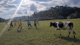 Eine Kuh am Fußballplatz – in Tansania nicht ungewöhnlich.