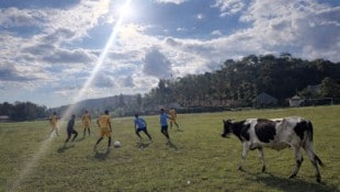 Eine Kuh am Fußballplatz – in Tansania nicht ungewöhnlich.