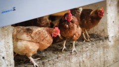 Die Tiere dürfen wieder ihre Ausläufe im Freien nutzen.