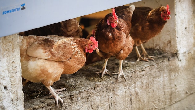 Die Tiere dürfen wieder ihre Ausläufe im Freien nutzen.