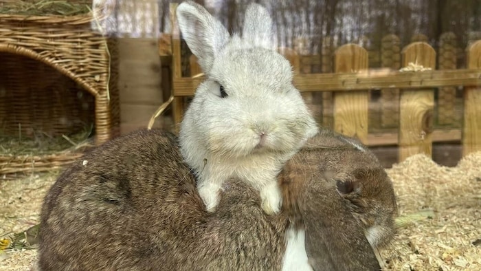 Wieder glücklich: Kaninchen-Junge „Frodo“ (oben)