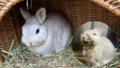 „Frodo“ wäre beinahe verendet: Jetzt ist der flauschige Hoppler wieder wohlauf, freut man sich ...