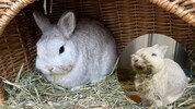 „Frodo“ wäre beinahe verendet: Jetzt ist der flauschige Hoppler wieder wohlauf, freut man sich ...