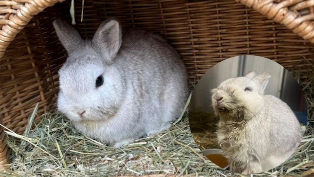 „Frodo“ wäre beinahe verendet: Jetzt ist der flauschige Hoppler wieder wohlauf, freut man sich ...