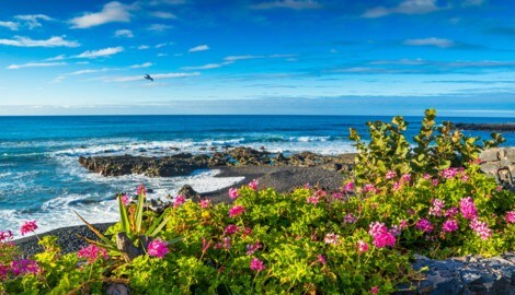 Das letzte Foto (Symbolbild), das Oliver Heise geschickt hatte, wurde auf Teneriffa aufgenommen. ...