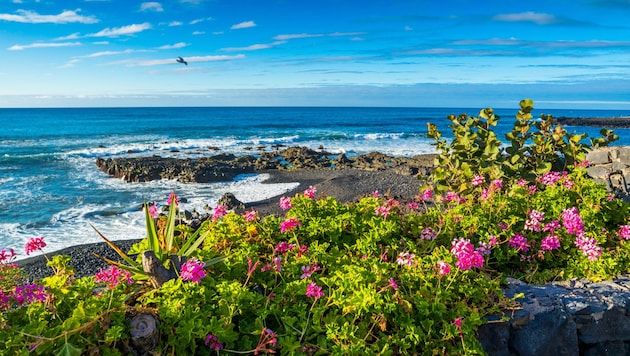 Das letzte Foto (Symbolbild), das Oliver Heise geschickt hatte, wurde auf Teneriffa aufgenommen. ...