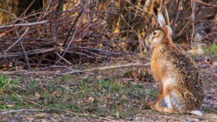 Hasen und andere Tiere landen oft verletzt im Tierheim bei Claudia Herka, die rasch alles ...
