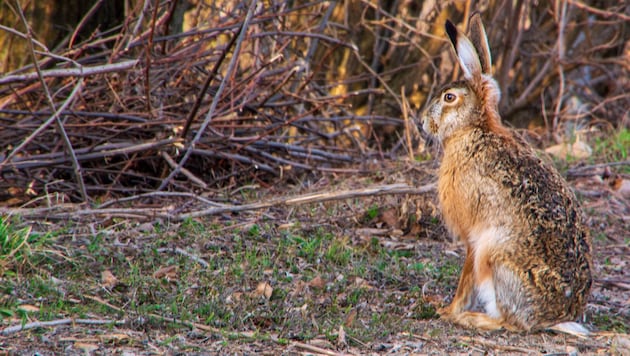 Hasen und andere Tiere landen oft verletzt im Tierheim bei Claudia Herka, die rasch alles ...