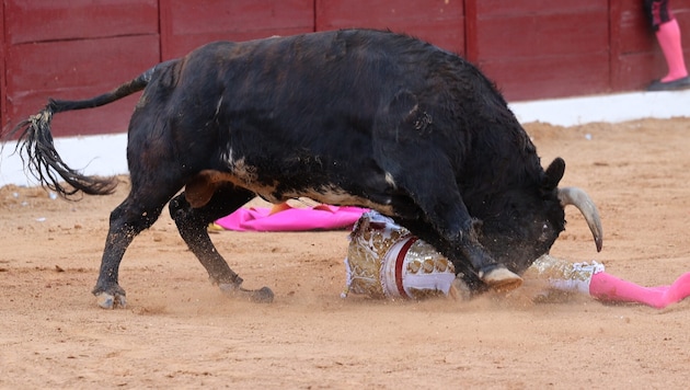 In Spanien ist ein ehemaliger Stierkämpfer von einem Bullen attackiert worden und gestorben ...