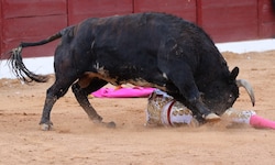 In Spanien ist ein ehemaliger Stierkämpfer von einem Bullen attackiert worden und gestorben ...