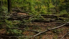 Am Ostersonntag sind in einem Waldstück südöstlich von Flensburg drei Menschen ums Leben ...