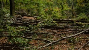 Am Ostersonntag sind in einem Waldstück südöstlich von Flensburg drei Menschen ums Leben ...