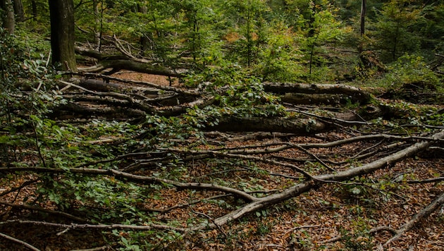 Am Ostersonntag sind in einem Waldstück südöstlich von Flensburg drei Menschen ums Leben ...