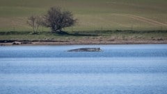 „Er muss die Chance zum Überleben haben“, sagt Landwirtschaftsminister Till Backhaus. Deshalb ...