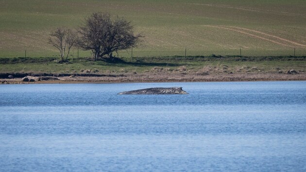 „Er muss die Chance zum Überleben haben“, sagt Landwirtschaftsminister Till Backhaus. Deshalb ...