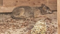 Der junge Wolf wenige Tage nach dem Vorfall in Hamburg in einem Gehege. Das Tier wurde nun ...