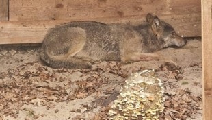 Der junge Wolf wenige Tage nach dem Vorfall in Hamburg in einem Gehege. Das Tier wurde nun ...