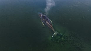 Am Montagmorgen gegen 7.05 Uhr war zu sehen, wie sich der Wal plötzlich bewegt hat.