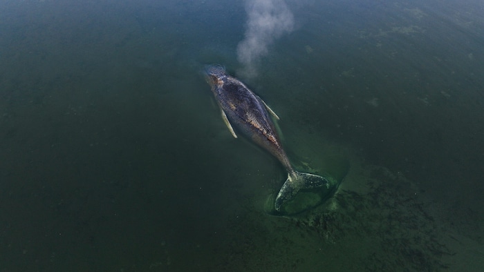 „Timmy“ kann sich wohl nicht mehr selbst befreien.